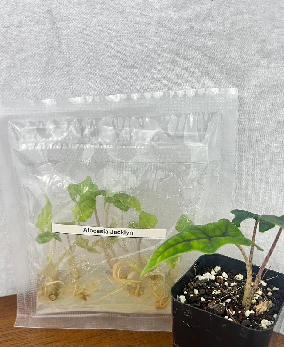 Tissue Culture Acclimation Class (November 17, 2023) - Good Thymes