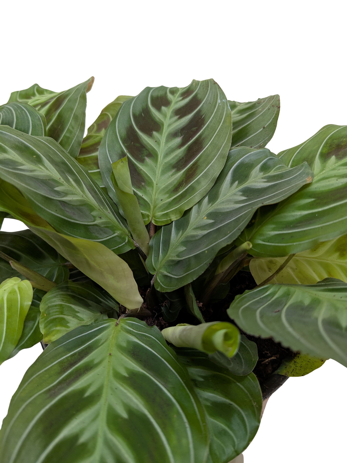 Maranta Black