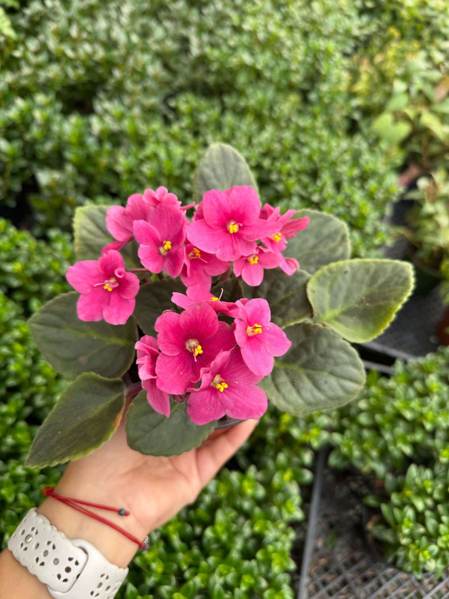 African Violet